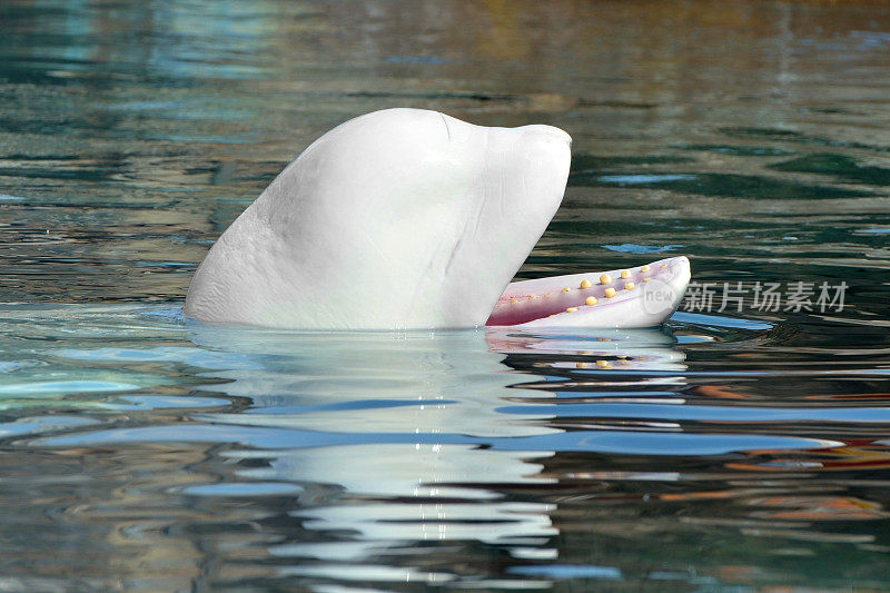 白鲸(Delphinapterus leucas)微笑